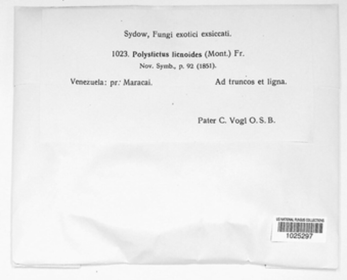 Polystictus licnoides image